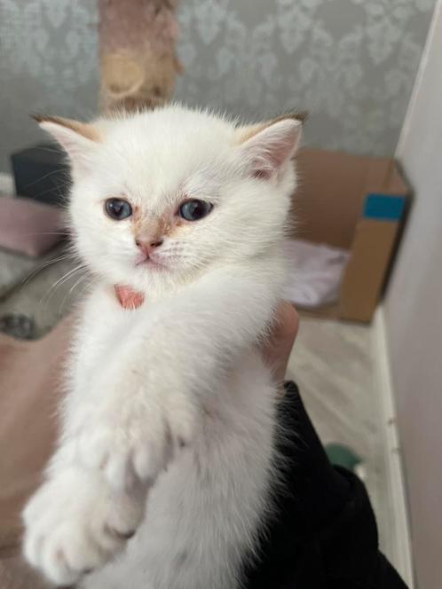 Ragdoll kittens te koop, Dieren en Toebehoren, Katten en Kittens | Raskatten | Langhaar, Poes, Ontwormd