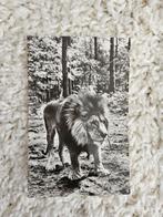 Oude ansichtkaart: Leeuw in Burgers' Zoo, Arnhem, Ophalen of Verzenden, 1960 tot 1980, Ongelopen