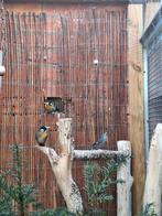 Koppel Zilveroornachtegalen, Dieren en Toebehoren, Vogels | Overige Vogels, Meerdere dieren, Geringd