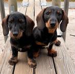 Teckel puppy dwerg wildkleur semi ruwhaar, Dieren en Toebehoren, Honden | Teckels en Dashonden, Reu, CDV (hondenziekte), 8 tot 15 weken