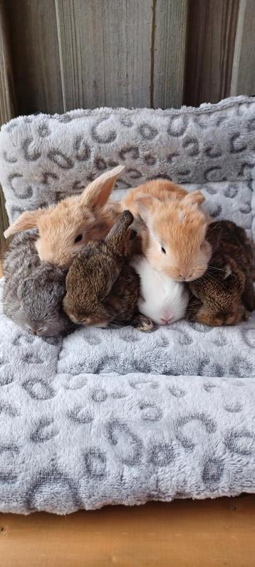 Mini dwerg hangoor NHD konijntjes 🐰🐰🩷🩵 beschikbaar voor biedingen