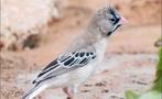 Baardmanwevers, Dieren en Toebehoren, Vogels | Overige Vogels, Meerdere dieren, Tropenvogel