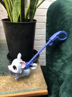 Klein hondje husky hond uitlaten, Ophalen, Gebruikt, Jongen of Meisje