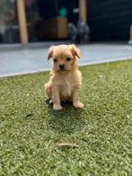 Supermooie, kleine en sociale boomer pups!, Overige rassen, 8 tot 15 weken, Meerdere, Meerdere dieren