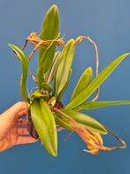Orchidee Bulbophyllum Elizabeth Ann p12 (3), Huis en Inrichting, Kamerplanten, Ophalen of Verzenden, Halfschaduw, Minder dan 100 cm