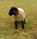 Suffolk dekram., Dieren en Toebehoren, Mannelijk, Schaap
