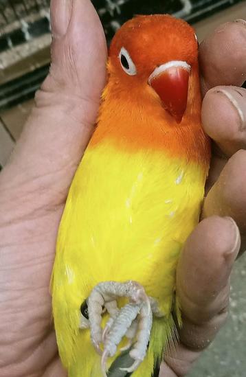 Prachtige piep jonge agapornis fisheri opaline euwing geel  beschikbaar voor biedingen