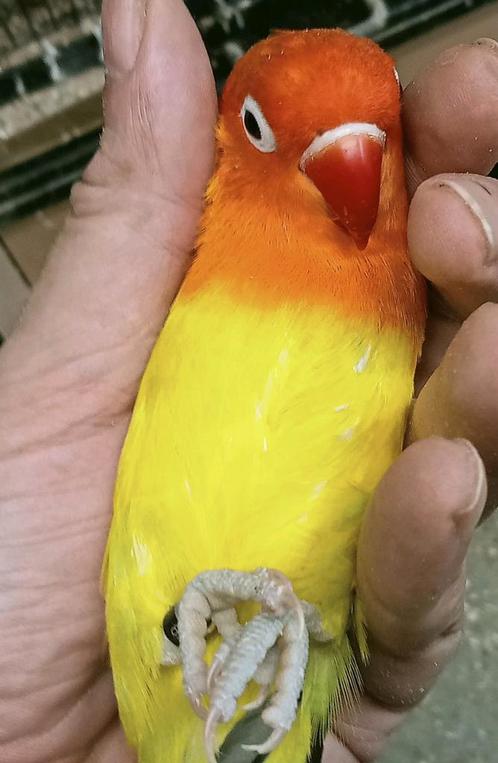 Prachtige piep jonge agapornis fisheri opaline euwing geel, Dieren en Toebehoren, Vogels | Parkieten en Papegaaien, Dwergpapegaai of Agapornis