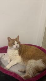 Lieve senior poes gratis ophalen, Dieren en Toebehoren, Katten en Kittens | Overige Katten, Poes