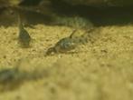Corydoras paleatus, Dieren en Toebehoren, Vissen | Aquariumvissen, Vis
