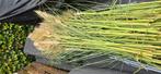 Pampas pluimen decoratie bloemen, Tuin en Terras, Ophalen, Zo goed als nieuw, Minder dan 10 m²