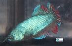 Betta - Plakat Female, Dieren en Toebehoren, Vissen | Aquariumvissen, Vis, Zoetwatervis