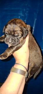 Leonberger x  bernersennen pups, Dieren en Toebehoren, CDV (hondenziekte), 8 tot 15 weken, Groot, Meerdere