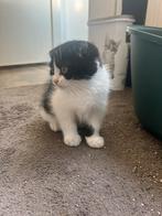 Kittens te koop, Kater, Ontwormd