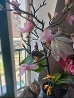 Maine Coon poes te koop, Dieren en Toebehoren, Katten en Kittens | Raskatten | Langhaar, Poes