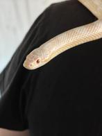 Rattenslang pantherophis guttatus, Dieren en Toebehoren, Reptielen en Amfibieën, Slang