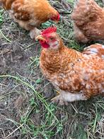 5 cochin hanen 2 wyandotte, Dieren en Toebehoren, Pluimvee, Mannelijk, Kip