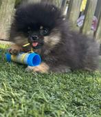 Pomeriaan pup, Dieren en Toebehoren, 15 weken tot 1 jaar, Reu, Eén hond, Nederland