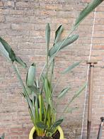 Strelitzia Regina, Huis en Inrichting, Kamerplanten, Ophalen, Overige soorten, 200 cm of meer