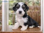 Maltipoo, Boomer, Bolonka, Doodle, Maltezer, Boompoo, Biewer, Dieren en Toebehoren, Parvo, Nederland, Overige rassen, 8 tot 15 weken