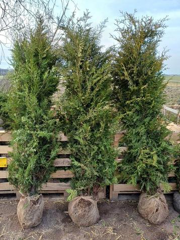 Thuja Brabant 180-200 aanbieding beschikbaar voor biedingen