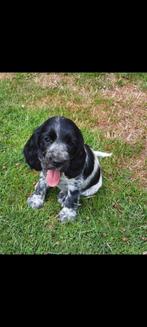 Prachtige Engelse cocker spaniel pups, Dieren en Toebehoren, 8 tot 15 weken, Meerdere, Meerdere dieren, Spaniël