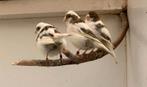 Wit bonte kanarie's te koop. 3 stuks., Dieren en Toebehoren, Vogels | Overige Vogels, Mannelijk
