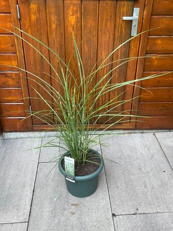 Superleuk zebragras in leuke groene pot( 1.07 cm hoog) beschikbaar voor biedingen