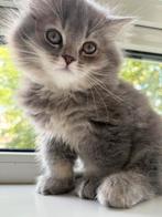 Brits korthaar kitten, Kater