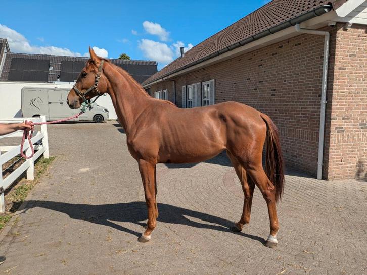 Bijna 3 jarige kwpn extreme merrie uit top stam, Dieren en Toebehoren, Paarden, Merrie, Onbeleerd, 165 tot 170 cm, 3 tot 6 jaar