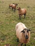 Barbados Blackbelly schapen, Vrouwelijk, Schaap