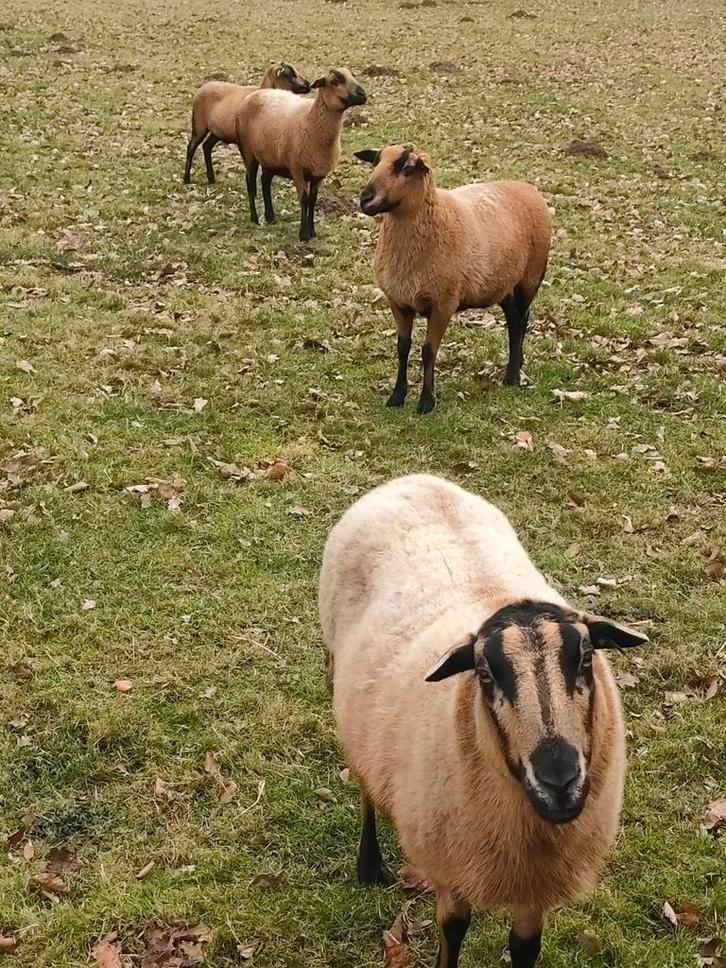 Barbados Blackbelly schapen, Dieren en Toebehoren, Schapen, Geiten en Varkens, Schaap, Vrouwelijk