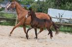 2 stoere veulens uit elite merrie en 6jr appaloosa merrie, Dieren en Toebehoren, Paarden, Meerdere dieren, Dressuurpaard, 0 tot 2 jaar