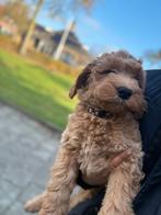 Labradoodle medium pups F3 multigen 10 weken oud, Overige rassen, CDV (hondenziekte), 8 tot 15 weken, Meerdere