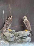 Saker valk. Kweek koppel roofvogel, Dieren en Toebehoren, Vogels | Overige Vogels, Meerdere dieren, Tropenvogel