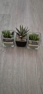 Leuke nep plantjes  decoratie 3 voor 1 euro, Ophalen of Verzenden
