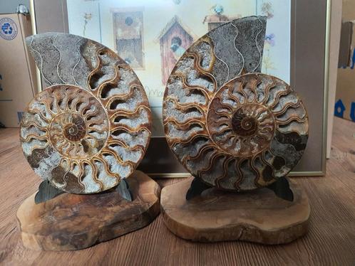 2 Fossielen op Houten Plateau met Standaard, Antiek en Kunst, Antiek | Woonaccessoires, Ophalen of Verzenden