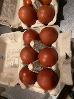 Broedeieren witte marans leggen donkere eieren, Dieren en Toebehoren, Ophalen of Verzenden, Nieuw, Overige typen