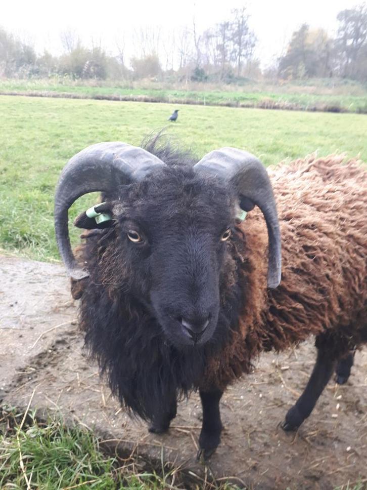 Te koop: oussant rammetje, Dieren en Toebehoren, Schapen, Geiten en Varkens, Schaap, Mannelijk
