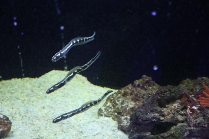 aalgrondel, Dieren en Toebehoren, Vissen | Aquariumvissen, Zoutwatervis, Vis