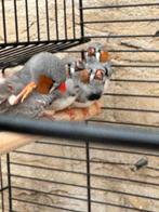 3 zebranvinken (mannetjes), Mannelijk