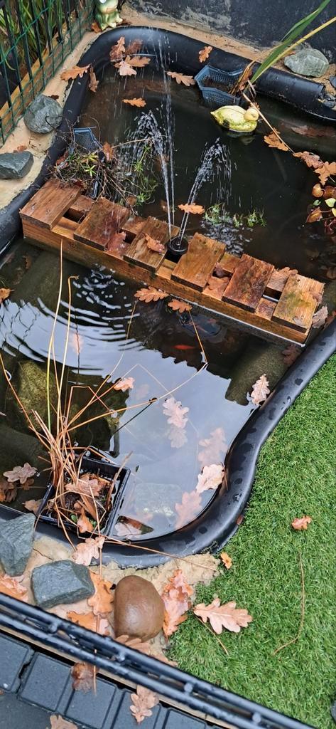 Saserassen & Muskus Schildpad - Vijverbewoners, Tuin en Terras, Vijvers, Ophalen of Verzenden