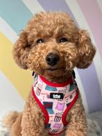 Harnas en toebehoren Fluffing Fabulous"Fluff & Chill" maat M, Dieren en Toebehoren, Honden-accessoires, Ophalen of Verzenden, Nieuw