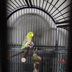 Forpus, Dieren en Toebehoren, Mannelijk, Parkiet