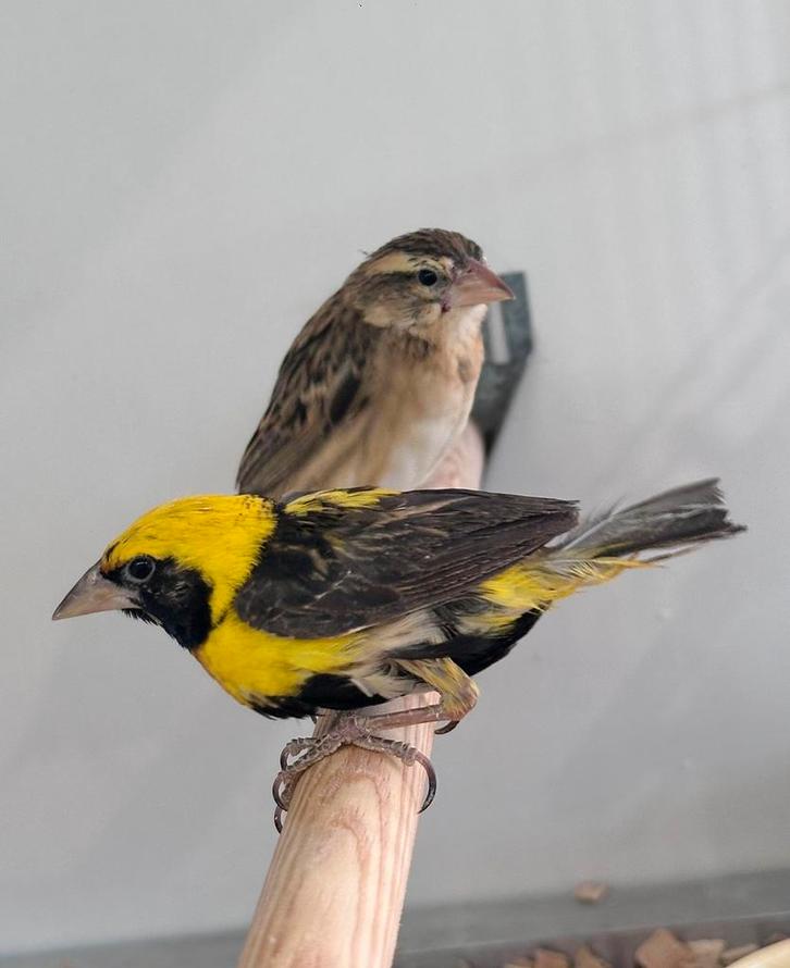 Napoleon wevers, Dieren en Toebehoren, Vogels | Overige Vogels, Meerdere dieren