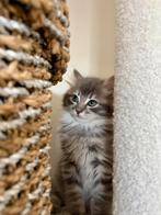 Super sociale Ragdoll kittens  Lief & Fluffy, Dieren en Toebehoren, Meerdere dieren, Ingeënt, 0 tot 2 jaar