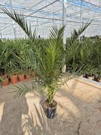 Phoenix Canariensis Palmen, 100 tot 250 cm, Zomer, Palmboom, Ophalen