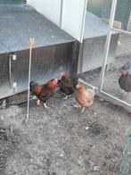 Trio wyandotte kriel te koop., Dieren en Toebehoren, Pluimvee, Meerdere dieren, Kip