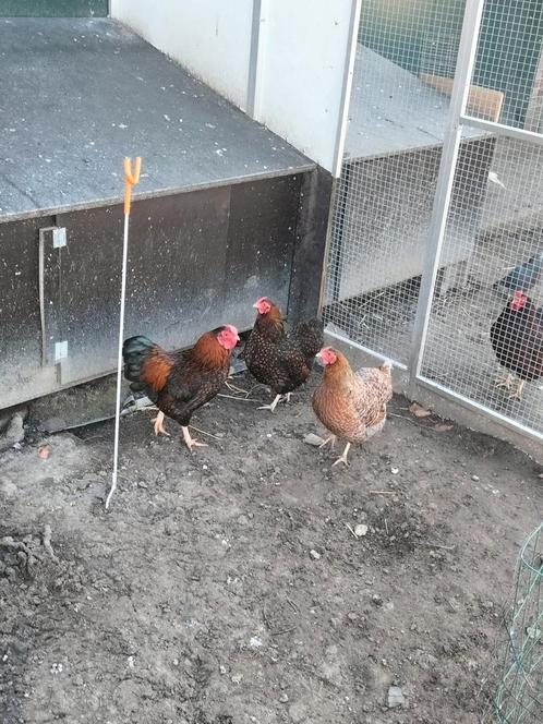 Trio wyandotte kriel te koop., Dieren en Toebehoren, Pluimvee, Kip, Meerdere dieren