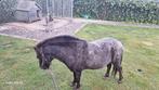 Pony te koop, Dieren en Toebehoren, Pony's, Merrie, Recreatiepony